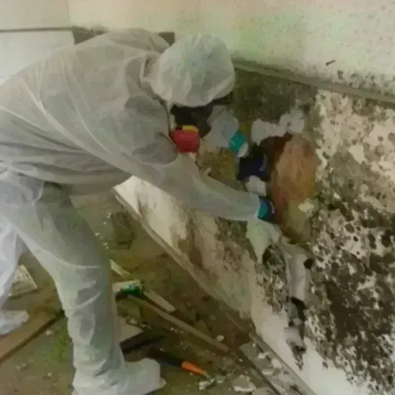 Mold Remediation and Removal in Palermo, CA